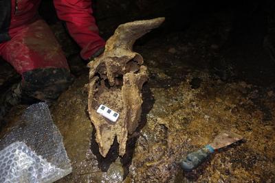 我国最完整羚牛化石现身贵州双河洞