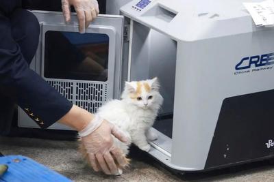 铁路宠物托运升级，它们可以独自“坐”高铁了