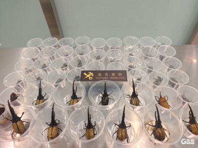 这类“异宠”禁止携带入境！青岛胶东机场海关查获进境旅客携带甲虫49只