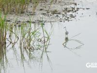 鱼翔浅底水鸟纷飞，张村河尽显生态之美