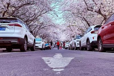 当樱花节邂逅“樱”风车厢，青岛巴士伴您一路生花
