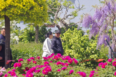 赏花+研学一站式解锁，青岛这座牡丹园开园