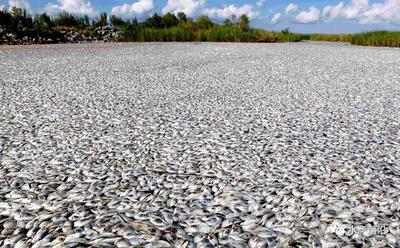 广西上林县澄江河疑似污染导致大量鱼虾死亡？官方通报