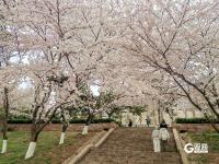 错过等一年！百年学府遇上樱花季