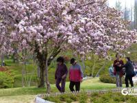 春日私藏！百花苑里百花开