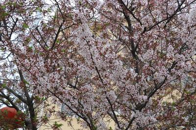 烂漫童心点亮春日芬芳！青岛巴士“樱暖童行”主题车厢开往花海