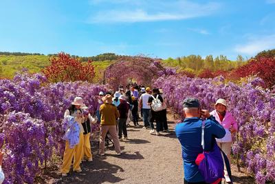 62场活动，45条线路集中发布！青岛2026年农文旅系列活动启动