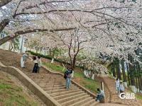 错过等一年！百年学府遇上樱花季