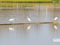 鱼翔浅底水鸟纷飞，张村河尽显生态之美