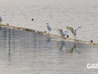 鱼翔浅底水鸟纷飞，张村河尽显生态之美