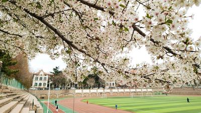 错过等一年！百年学府遇上樱花季