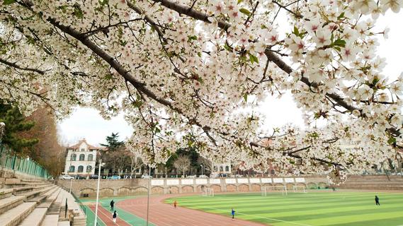 错过等一年！百年学府遇上樱花季