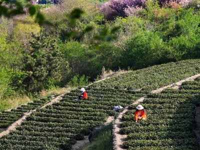 七秩海青茶路 一盏坚守向新  西海岸新区“南茶北引”70年暨海青茶谷雨开采仪式启幕