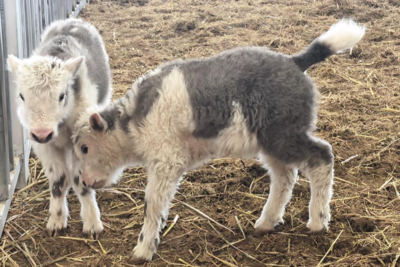 克隆牦牛+10！我国首次实现批量克隆10头牦牛