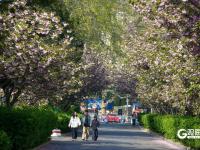 春日有约，这所百年老校双樱盛放