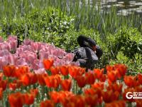 青岛中山公园：“郁”你有约