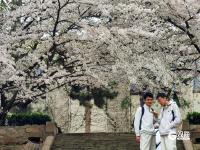 错过等一年！百年学府遇上樱花季