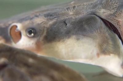 从野外灭绝到自然产卵，解码长江鲟野外种群重建关键一步