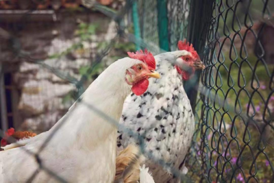 日本再现禽流感疫情，将扑杀23万只鸡