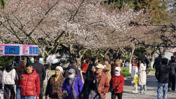 清明赴樱约，中山公园花影醉春朝