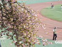 春日有约，这所百年老校双樱盛放