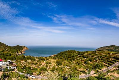 从0.2亩试验田到2万亩茶园，崂山茶70年耕耘成就“江北第一名茶”