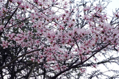 乘着地铁去赏花！中山公园站把春天搬进车站，邀您赴一场繁花之约