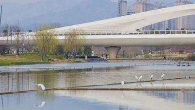 鱼翔浅底水鸟纷飞，张村河尽显生态之美