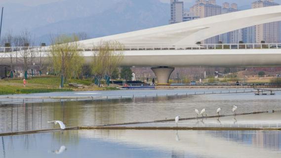 鱼翔浅底水鸟纷飞，张村河尽显生态之美