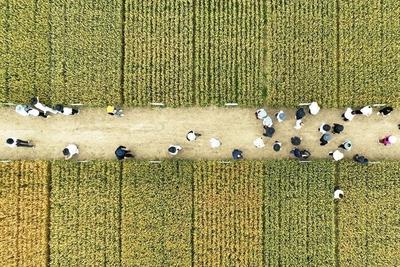 青岛小麦进入抽穗扬花关键期，350万亩麦田陆续开展“一喷三防”稳夏粮