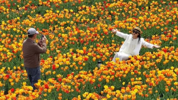 已全面进入盛花期！青岛这里300亩郁金香绽放