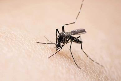 气温偏高，蚊虫提早出现，青岛市疾控中心提醒早防早治→