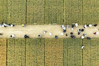 我国首款小麦低镉育种基因芯片发布