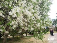 春日私藏！百花苑里百花开