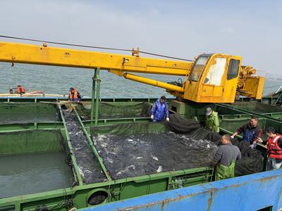 共计10万尾！2026年首批“南鱼北养”鱼苗抵青