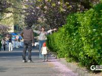 春日有约，这所百年老校双樱盛放