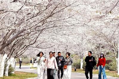 清明小长假好去处+1！青岛画美达尼乡村振兴片区第三届樱花节启幕