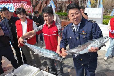 鲅鱼飘香、出行舒心！崂山巴士暖心护航沙子口鲅鱼节