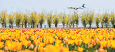 一朵郁金香，开出青岛“花样经济”链