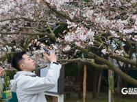 赏樱正当时！中山公园樱花已挂满枝头
