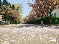 春日有约，这所百年老校双樱盛放