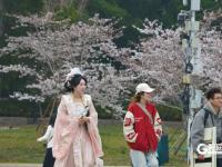 赏樱正当时！中山公园樱花已挂满枝头