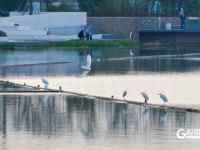 鱼翔浅底水鸟纷飞，张村河尽显生态之美