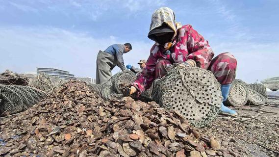 即墨鳌山湾开启“海上春耕”，边收获边播种成为渔村风景