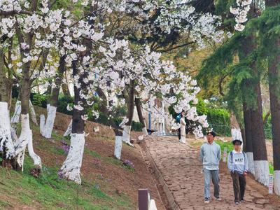 青岛今天多云间晴，局部有雾，市区最高气温15℃，最低气温10℃