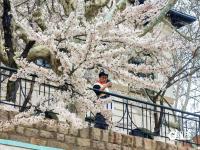 错过等一年！百年学府遇上樱花季