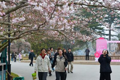 近三天，青岛花粉浓度将达“高”等级（4级）！青岛市疾控中心提醒→