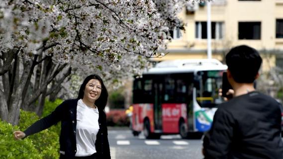 百米樱花“隧道”直通大海！青岛这里上演“花与海”绝美画卷