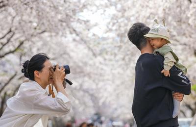 “樱你太美”！青岛这里800余株樱花盛放