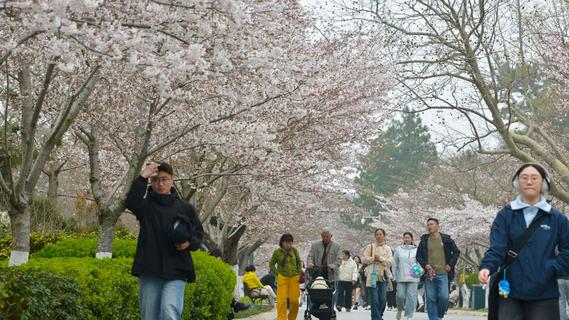 赏樱正当时！中山公园樱花已挂满枝头